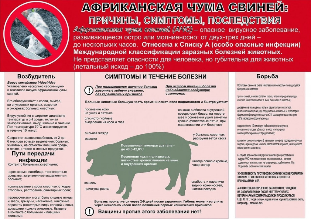 Африканская чума свиней. Причина, симптомы, последствия..